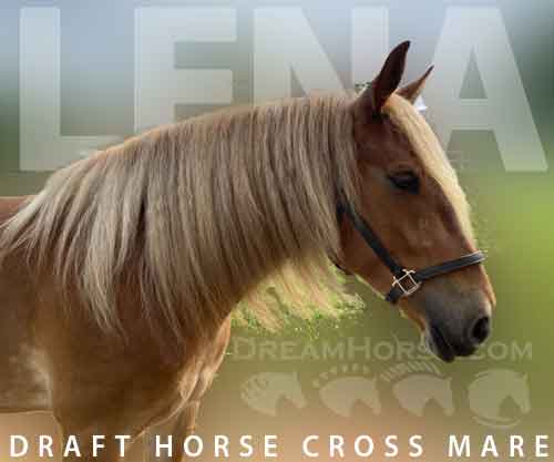 Horse ID: 2264965 Lena no longer for sale
